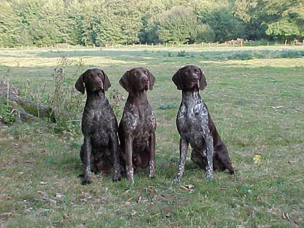 bayern, lucca and monty, lyn vede's boys