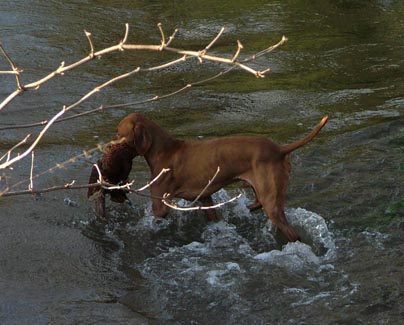 Vinnie retrieving in river