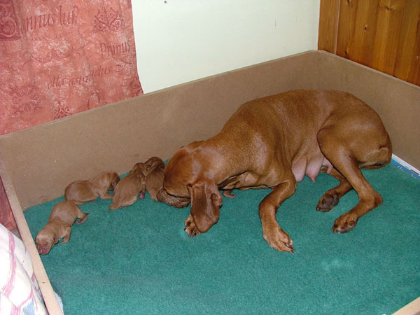 rosie and day old pups